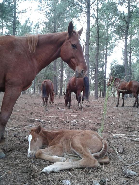 サンタ・クリスティーナ・ダロ Residential Horse Club Costa Bravaホステル エクステリア 写真